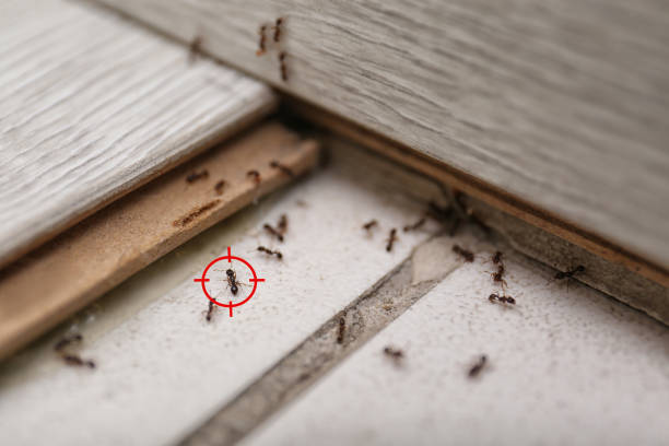 Best Pest Inspection Near Me  in Asheboro, NC