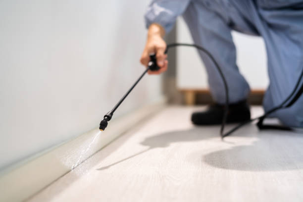 Wasp Removal Services in Asheboro, NC